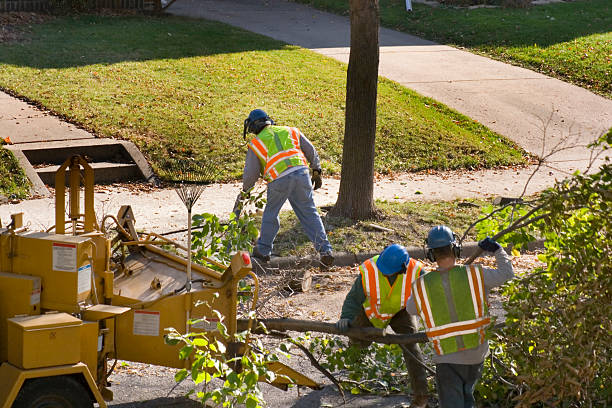 Best Root Management and Removal  in Arroyo Grande, CA